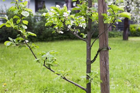 staking apple trees|How to stake a tree .